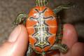 Verschiedene (kleinbleibende) Wasserschildkröten 