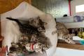 Verschmuste Snow Bengal Kitten mit Schweizer 