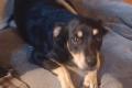 Vico, a.d.Tierschutz, sucht Happy-Home