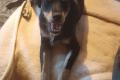 Vico, a.d.Tierschutz, sucht Happy-Home