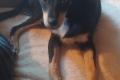 Vico, a.d.Tierschutz, sucht Happy-Home