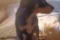 Vico, a.d.Tierschutz, sucht Happy-Home