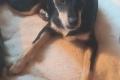 Vico, a.d.Tierschutz, sucht Happy-Home