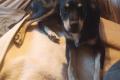 Vico, a.d.Tierschutz, sucht Happy-Home
