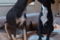 Vico, a.d.Tierschutz, sucht Happy-Home