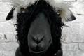 Walliser Schwarznasenschaf Maske Fasnacht Kostüm Halloween