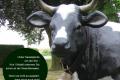 Was kostest ein Deko Kuh lebensgroß - Modell bei uns