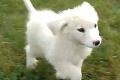 Welpen - Pyrenäen Berghund - Familienhund - 