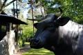 Wer hat den größten Holstein Stier lebensgroß im Garten in 3D ?