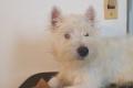 West Highland White Terrier Hündin mit Ahnentafel