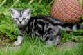 Whiskas- Kitten Silvertabby BKH Britisch Kurzhaar abzugeben