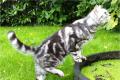 Whiskas Katze abzugeben BKH Britisch Kurzhaar black 
