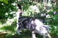 Whiskas Katze abzugeben BKH Britisch Kurzhaar black 
