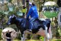 Wieso hast Du nicht so ne Holstein Friesian Deko Kuh lebensgroß