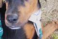 William, a.d.Tierschutz, sucht Happy-Home