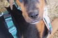 William, a.d.Tierschutz, sucht Happy-Home