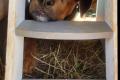William, a.d.Tierschutz, sucht Happy-Home