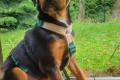 William, a.d.Tierschutz, sucht Happy-Home