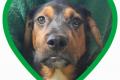 William, a.d.Tierschutz, sucht Happy-Home