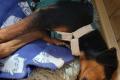 William, a.d.Tierschutz, sucht Happy-Home