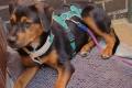 William, a.d.Tierschutz, sucht Happy-Home