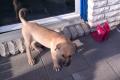 Wolfhound / Tosa Inu Mischling ab sofort