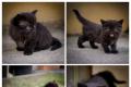 Wunderbare Kitten suchen bald ein liebevolles Zuhause
