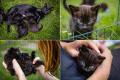 Wunderbare Kitten suchen bald ein liebevolles Zuhause