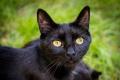 Wunderbare Kitten suchen bald ein liebevolles Zuhause