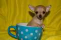 Wunderhübscher EXTRA MINI Chihuahua Rüde hellbraun