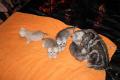 Wunderschöne  Britisch Kurzhaar Wiskas Kitten mit Stammbaum