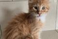 Wunderschöne Maine Coon Kitten mit herausragendem Stammbaum