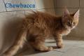 Wunderschöne Maine Coon Kitten mit herausragendem 