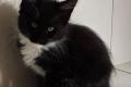 Wunderschöne Maine Coon Kitten mit herausragendem 