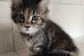 Wunderschöne Maine Coon Kitten mit herausragendem 