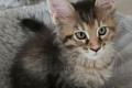 Wunderschöne Maine Coon Kitten mit herausragendem 