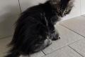 Wunderschöne Maine Coon Kitten mit herausragendem 