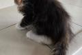 Wunderschöne Maine Coon Kitten mit herausragendem 