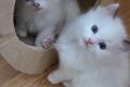 Wundersch&ouml;ne Ragdoll Kitten zu vergeben