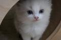 Wunderschöne Ragdoll Kitten zu vergeben