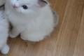 Wunderschöne Ragdoll Kitten zu vergeben