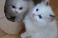 Wunderschöne Ragdoll Kitten zu vergeben