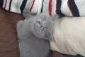 Wunderschöne rassenreine Britisch Kurzhaar  Sheba Kitten