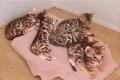 Wundersch&ouml;ne reinrassige Bengalkitten mit Stammbaum