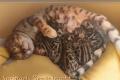 Wunderschöne reinrassige Bengalkitten mit Stammbaum