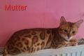 Wunderschöne reinrassige Bengalkitten mit Stammbaum