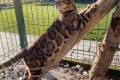 Wunderschöne reinrassige Bengalkitten mit Stammbaum