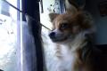 Wunderschöner langhaar Chihuahua Deckrüde in Husky 