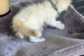 Wunderschöner Ragdoll-Kater