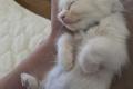 Wunderschöner Ragdoll-Kater